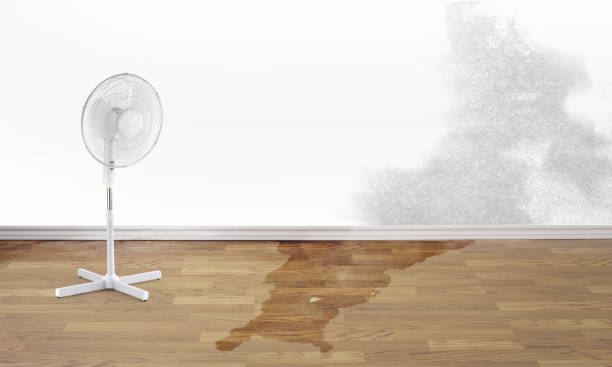 Best Water damage contractors near me  in Seeley, CA